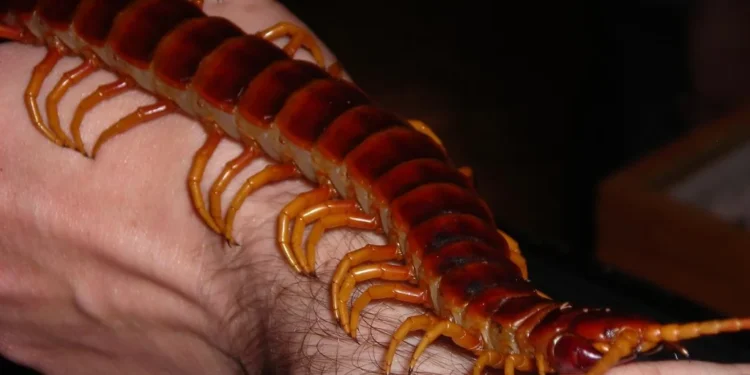 Chilopodophobia, Fobia Terhadap Kelabang 1 Phobia Kelabang