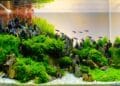 Mengenal Aquascape, Aquarium Hias dengan Tanaman Hidup 12 Mengenal Aquascape, Aquarium Hias dengan Tanaman Hidup