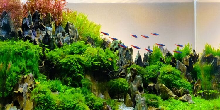 Mengenal Aquascape, Aquarium Hias dengan Tanaman Hidup 1 Mengenal Aquascape, Aquarium Hias dengan Tanaman Hidup