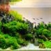 Mengenal Aquascape, Aquarium Hias dengan Tanaman Hidup 8 Mengenal Aquascape, Aquarium Hias dengan Tanaman Hidup