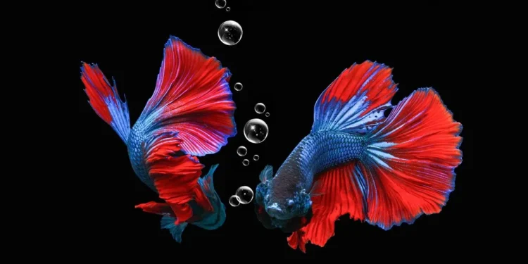 Ketahui! Ini Makanan Anak Ikan Cupang Agar Sehat dan Cepat Besar