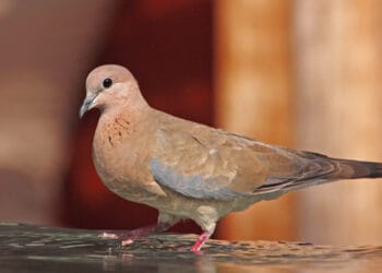 Cara Merawat Burung Merpati dengan Mudah dan Simpel