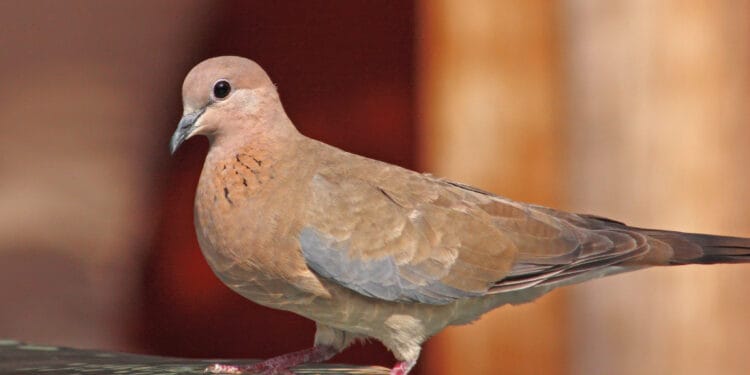 Cara Merawat Burung Merpati dengan Mudah dan Simpel