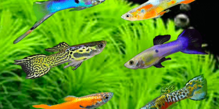 Ikan Guppy Dicampur dengan Ikan Cupang, Apa Bisa?