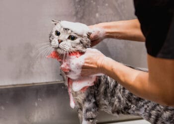 Kenapa Kucing Takut Air?