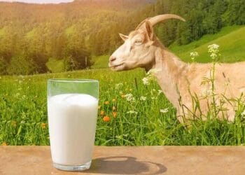 10 Manfaat Susu Kambing Etawa Untuk Kesehatan