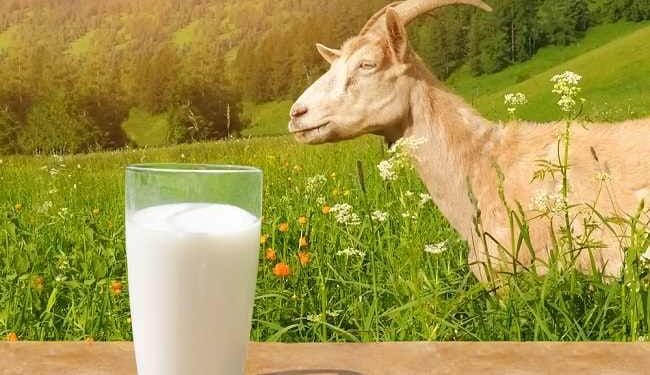 10 Manfaat Susu Kambing Etawa Untuk Kesehatan 1 10 Manfaat Susu Kambing Etawa Untuk Kesehatan
