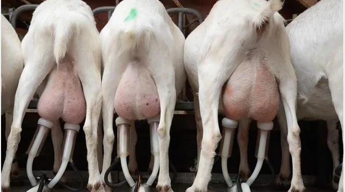 Manfaat Susu Kambing Etawa Untuk Kesehatan Tulang, Sendi dan Pernafasan 1 Manfaat Susu Kambing Etawa Untuk Kesehatan Tulang, Sendi dan Pernafasan