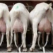 5 Manfaat Susu Kambing Etawa Untuk Kesehatan Pernafasan 8 Manfaat Susu Kambing Etawa Untuk Kesehatan Tulang, Sendi dan Pernafasan