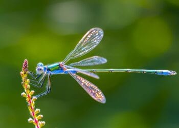 7 Hewan yang Tidak Memiliki Umur Panjang