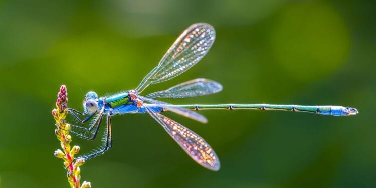 7 Hewan yang Tidak Memiliki Umur Panjang 1 7 Hewan yang Tidak Memiliki Umur Panjang