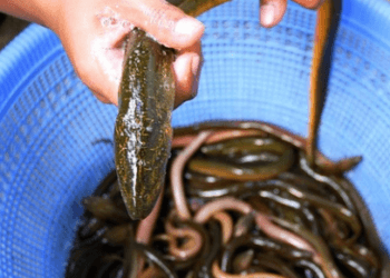 Cara Bisnis Budidaya Sidat