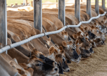 Cara Memulai Usaha Hewan Ternak