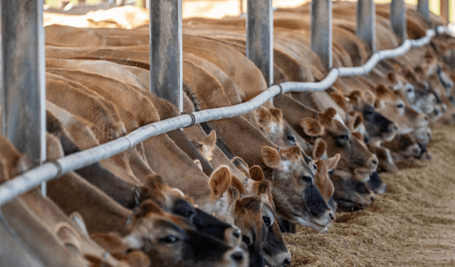 Cara Memulai Usaha Hewan Ternak