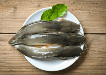 Cara Memulai Usaha Ternak Lele