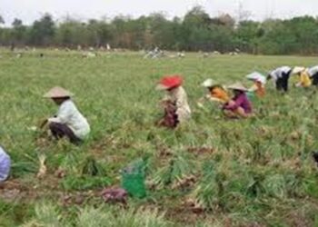 Pekerjaan di Dataran Rendah