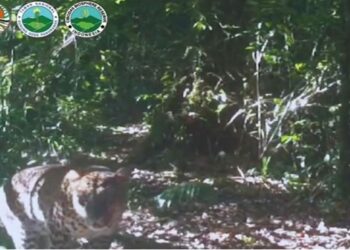 Pengelola Gede Pangrango Minta Maaf Karena Unggah Video Lama Macan Tutul Kumbang