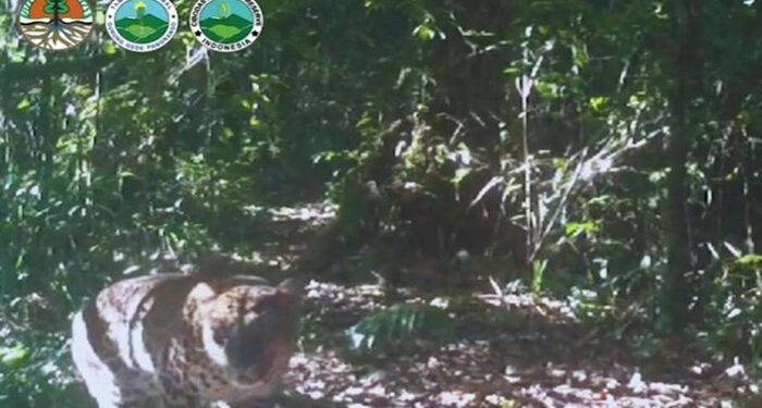 Pengelola Gede Pangrango Minta Maaf Karena Unggah Video Lama Macan Tutul Kumbang