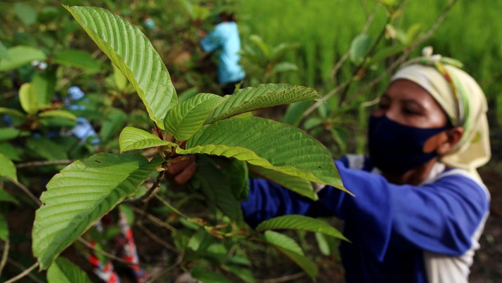 Ekspor 'Narkoba' Kratom Mulai Terang-Terangan, Pemerintah Segera Terbitkan Regulasi