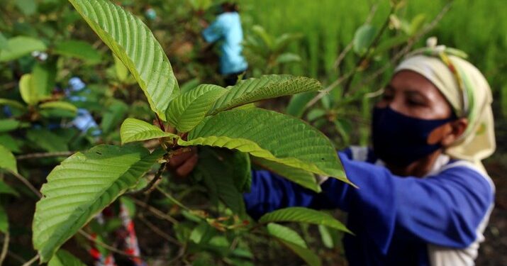 Ekspor 'Narkoba' Kratom Mulai Terang-Terangan, Pemerintah Segera Terbitkan Regulasi
