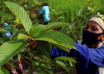 Apa Itu Kratom? Ini 7 Fakta Daun Kratom yang Masih Jarang Diketahui