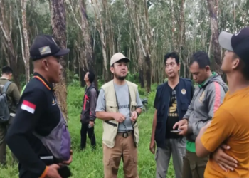 Kucing Emas berkeliaran di PTPN 7 Pesawaran, BKSDA bentuk tim