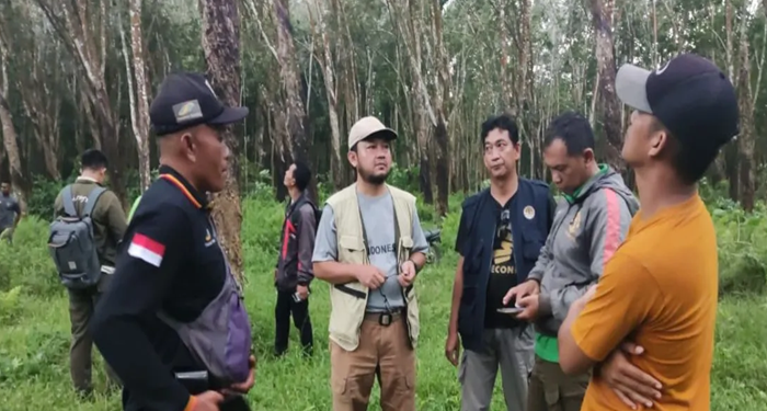 Kucing Emas berkeliaran di PTPN 7 Pesawaran, BKSDA bentuk tim