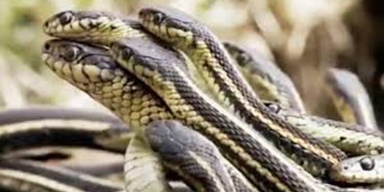 arti-mimpi-melihat-ular-yang-banyak