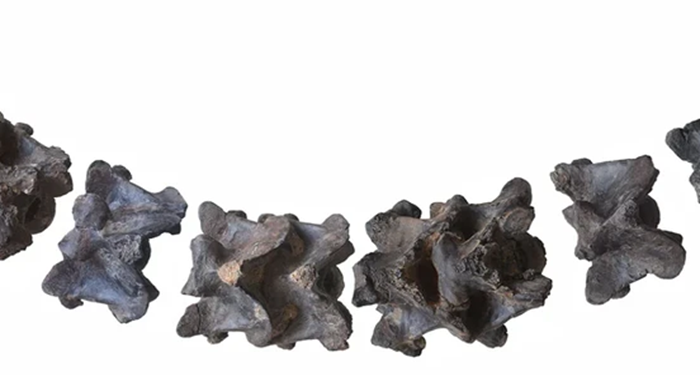 Ditemukan Fosil Raja Ular Raksasa yang Pernah Kuasai Bumi