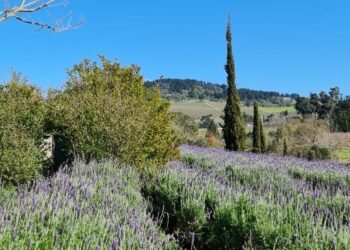 Pengalaman Wisata Petik Bunga Lavender, Indah Banget