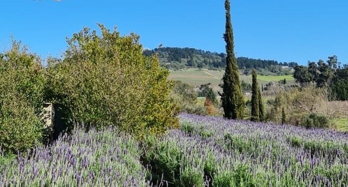 Pengalaman Wisata Petik Bunga Lavender, Indah Banget