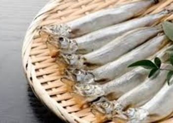 manfaat-ikan-shisamo