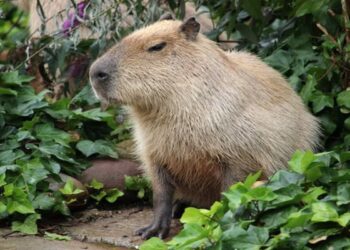 Capybara: 6 Fakta Sang Pengerat Besar Paling Ramah di Dunia