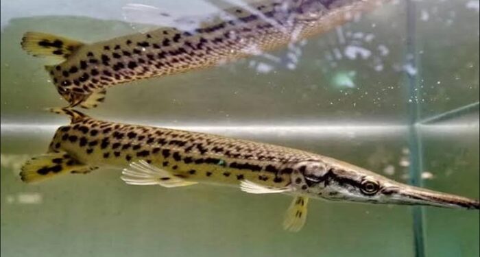 Ikan Aligator Dilarang Dipelihara Tapi Masih Dijual Bebas di Kota Malang