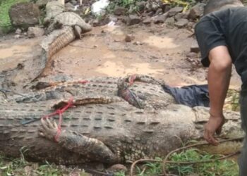 Penangkaran Buaya di Cianjur Jebol, Warga Temukan Buaya yang "Nongkrong" di Sawah