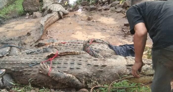 Penangkaran Buaya di Cianjur Jebol, Warga Temukan Buaya yang "Nongkrong" di Sawah 1 Penangkaran Buaya di Cianjur Jebol, Warga Temukan Buaya yang "Nongkrong" di Sawah