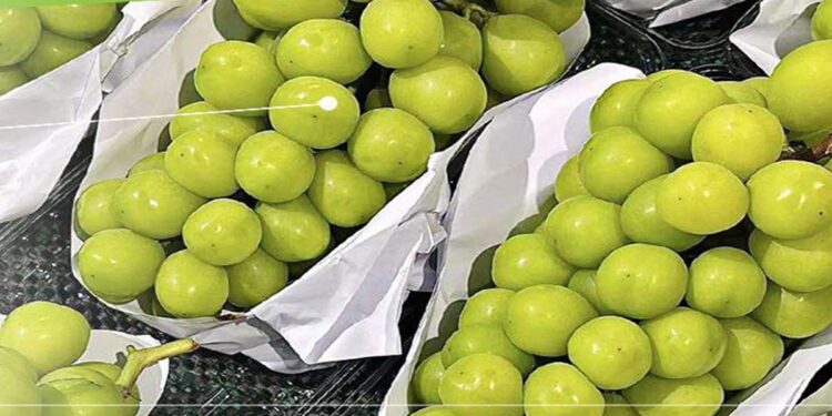 Thailand dan Malaysia Selidiki Anggur Muscat yang Diduga Banyak Residu Kimia 1 Thailand dan Malaysia Selidiki Anggur Muscat yang Diduga Banyak Residu Kimia