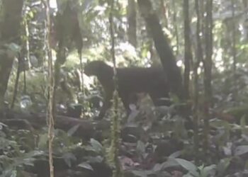 Kucing Merah Kalimantan Muncul Setelah 20 Tahun ‘Lenyap’