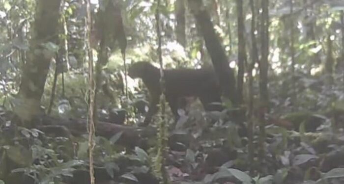 Kucing Merah Kalimantan Muncul Setelah 20 Tahun 'Lenyap' 1 Kucing Merah Kalimantan Muncul Setelah 20 Tahun ‘Lenyap’